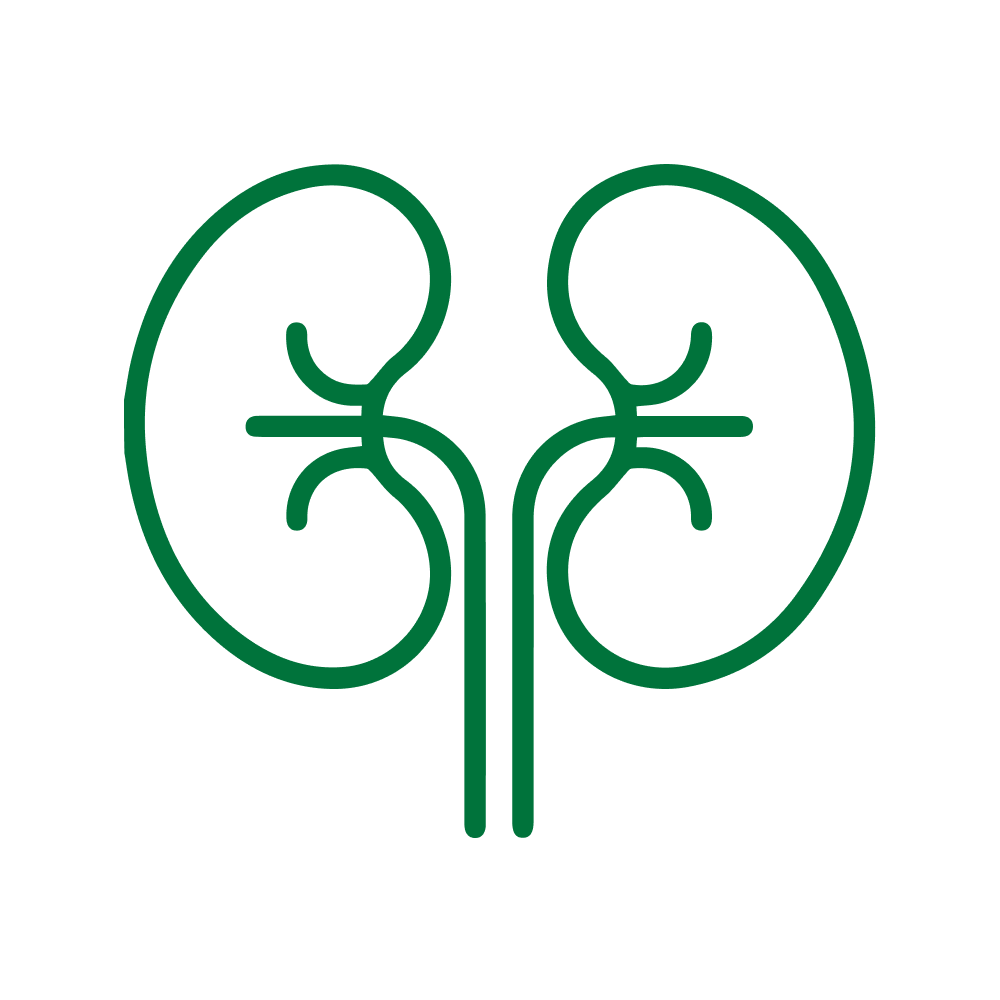 ՆԵՖՐՈԼՈԳԻԱ